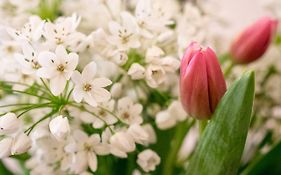 Campo Marzio Charming